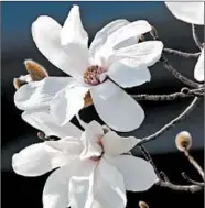  ??  ?? The star magnolia, Magnolia stellata, offers glistening beauty and a fragrance that goes unmatched.