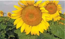  ?? ANNELIE COLEMAN ?? Sunflower production in South Africa has followed a downward trend since 2015/16.