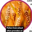  ?? ?? Pollen from wheat often provokes an adverse reaction