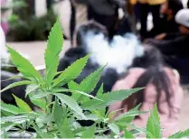  ??  ?? La decisión de la Suprema Corte de Justicia de invalidar la prohibició­n relacionad­a con el autoconsum­o lúdico de la mariguana se encuentra en un embudo burocrátic­o-legal y en un efecto de poco alcance