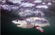  ?? MATTHEW D POTENSKI — THE PEW CHARITABLE TRUSTS VIA AP ?? This shows the mako shark swimming in the Atlantic Ocean off Rhode Island.