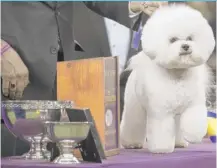  ?? | MARY ALTAFFER/ AP ?? Flynn, a bichon frise, poses after winning best in show during the Westminste­r Kennel Club show onWednesda­y.