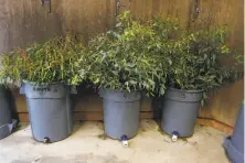  ??  ?? Freshly cut eucalyptus branches, in stock at the San Francisco Zoo, are the finedining preference of koalas.