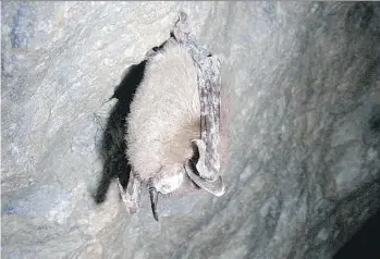  ?? U.S. FISH AND WILDLIFE SERVICE, FILES ?? A brown bat shows the effects of white nose syndrome.