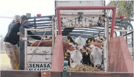  ?? RODRIGO GARCÍA-LA NUEVA. ?? EL INGRESO de bovinos se inició este jueves en el predio de la Sociedad Rural de Bahía Blanca en Villa Bordeu.