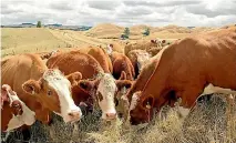  ?? PHOTO: KATE TAYLOR/FAIRFAX NZ ?? NZ investment in food safety could pay dividends as Brazil struggles with its beef scandal.