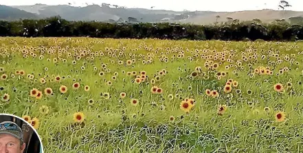  ??  ?? Sunflowers have produced a high-quality crop for the cows on David Cole’s, left, Northland farm.