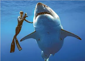  ?? AP ?? Shark researcher and advocate Ocean Ramsey swims with a large great white off Oahu. Ramsey and partner Juan Oliphant are using the encounter to push for legislatio­n that would protect sharks in Hawaii.