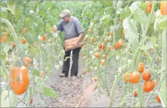  ??  ?? En varias zonas del país hay todavía buena producción de tomate. Este es de Araujo Cue.