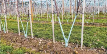  ?? FOTO: WOLFGANG SCHNEIDER ?? Apfelplant­age in Wasserburg-Selmnau: Stefan Haas bewirtet seit fünf Jahren Bibäume.