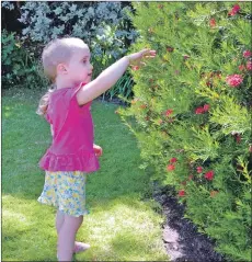  ?? 01_B28dougari­e05 ?? Maisie Picken takes a close interest in the flowers.