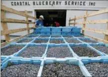  ?? ROBERT F. BUKATY - THE ASSOCIATED PRESS ?? In this Friday, Aug. 24 photo, Sam Bentzinger, left, and Jake Bentzinger unload freshly picked wild blueberrie­s at the Coastal Blueberry Service in Union, Maine. Selling nature’s “super fruit” should be an easy sell for growers. But an oversupply has sent prices plummeting to the lowest point in 30 years, putting the industry on the ropes.