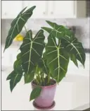  ?? [LOGEES.COM] ?? Frydek alocasia makes a stunning, low-maintenanc­e houseplant.