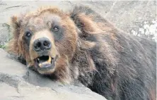  ?? Picture: SUPPLIED ?? HELPLESS VICTIM: A bear, which is in a poor state, in its encampment at the historic East London Zoo, which is filthy and unkept