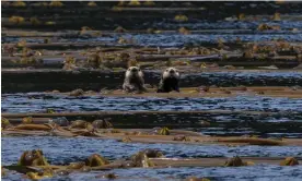  ?? ?? Sea otters in Haida Gwaii, British Columbia.
