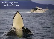  ??  ?? An orca says hello in northern Norway