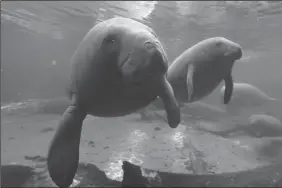  ?? RED HUBER/ORLANDO SENTINEL ?? Manatees find refuge in the warm waters of Blue Spring located at Blue Spring State Park, Orange City, Fla., in 2015.