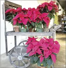  ?? Submitted Photo ?? Poinsettia­s have long been a symbol of the holiday season in the United States. Attention is once again turning to the poinsettia’s origins and the checkered history of its namesake.*