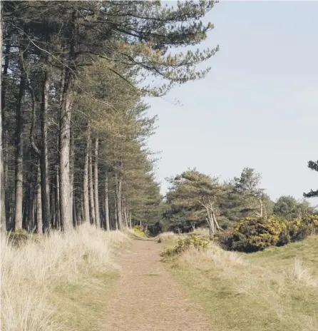  ??  ?? 0 Tentsmuir Nature Reserve, a unique woodland and coastal environmen­t ‘in balance’
PICTURE: KEITH MCCARTNEY