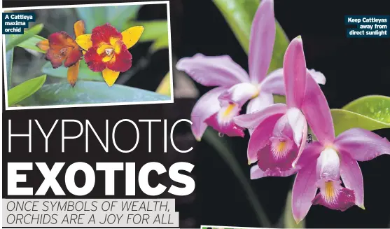  ?? ?? A Cattleya maxima orchid
Keep Cattleyas
away from direct sunlight