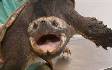  ?? (Capture d’écran France ) ?? Cette centrochel­ys sulcata, une tortue originaire d’Afrique sahélienne, a été retrouvée par des particulie­rs dans leur jardin à Tourves. Très agressif, ce reptile peut atteindre  kg.