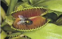 Scientists prise open secret of how flytrap enjoys a quick bite | The  Guardian | PressReader