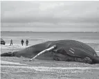  ?? SETH WENIG/AP FILE ?? A 35-foot humpback whale was found dead in Lido Beach, N.Y., on Jan. 31.