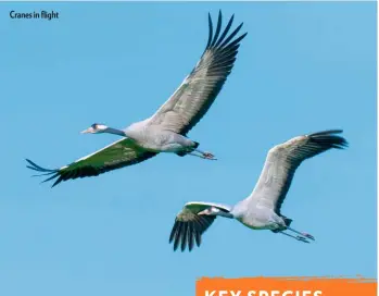  ??  ?? Cranes in flight