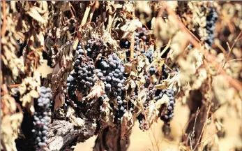  ??  ?? Vineyards destroyed by the fire.