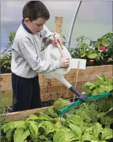  ??  ?? Ryan Monaghan making sure the plants get sufficient water.