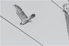  ?? Kathy Adams Clark / Contributo­r ?? A peregrine falcon can reach a cruising speed of 60 mph. During an aerial assault on a pigeon or duck, it can reach 240 mph.