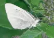  ??  ?? A cabbage white butterfly.