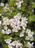  ??  ?? SNOWY: The hawthorn, or May bush, marks the cusp between spring and summer