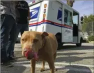  ?? THE ASSOCIATED PRESS ?? A pitbull named Lucy participat­es a the U.S. Postal Service National Dog Bite Prevention Week during an awareness event in at the YMCA in Los Angeles on Thursday.