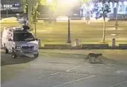  ?? Associated Press ?? A young mountain lion is seen wandering through a parking lot in San Francisco. It was later captured.