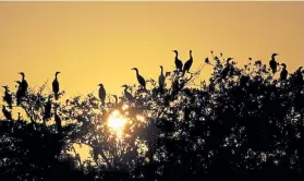  ?? Erik Freeland, © The New York Times Co. ?? Cormorants line treetops as the sun sets in Ten Thousand Islands, off the coast of Everglades City, Fla., in 2019. The Biden administra­tion will be looking at Trump administra­tion changes to water policies.