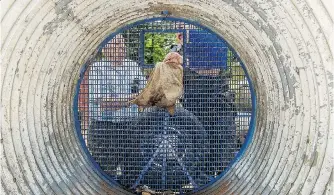  ??  ?? George Hoffman and conservati­on officer Jack Trudgian bait a bear trap in Surrey in early June. The trap is similar to the two set up to capture a grizzly that’s been seen in the West Sechelt area. It will be relocated when caught.