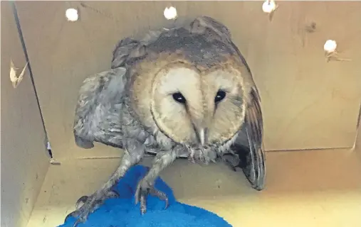  ??  ?? ‘DREADFULLY TIRED’: The barn owl needed injections of food and fluids before being transporte­d by helicopter, taxi, and boat to Aberdeen