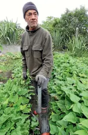  ?? FRANCES FERGUSON/STUFF ?? The last of Patrick Shepherd’s kumara will be harvested in May.