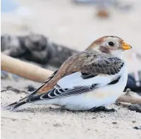  ??  ?? Snow bunting