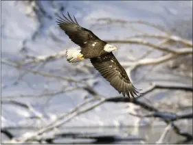  ?? CHARLIE NEIBERGALL — ASSOCIATED PRESS FILE ?? A bald eagle surveys the water while flying over the Des Moines River below the Lake Red Rock dam near Pella, Iowa, in 2009. On Dec. 28, 1973, President Richard Nixon signed the Endangered Species Act.