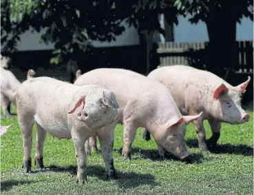  ?? /Reuters ?? Epidemic: Between 150-million and 200-million pigs in China will die from being infected with swine fever or culled, analysts say. The nation’s pig herd stood at 360-million animals late in 2018, Rabobank says.