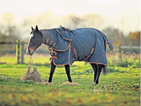  ?? ?? Nelson, a chestnut gelding, was fed by Margaret Porter despite pleas by its owner not to feed the fit and healthy thoroughbr­ed