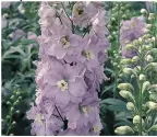  ?? ?? Delphinium Pacific Guinevere