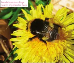  ??  ?? Dandelions are a huge source of pollen for bees.