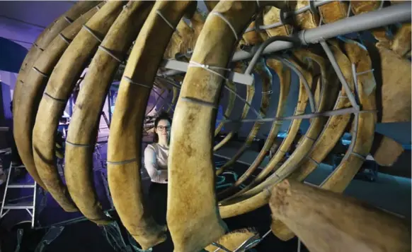  ?? STEVE RUSSELL/TORONTO STAR FILE PHOTO ?? Star reporter Kate Allen is seen inside a blue whale skeleton at the Royal Ontario Museum. Researcher­s say baleen whales, which include great blue whales, weren’t always so large.