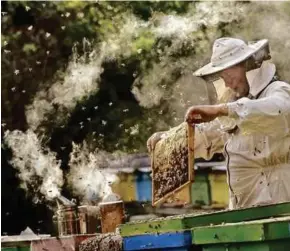  ?? [FOTO AGENSI ] ?? Madu manuka dihasilkan oleh lebah yang menghisap manisan dari bunga pokok teh yang tumbuh liar di Australia dan New Zealand.