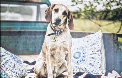  ?? MOUNTAIN PRIMITIVE PHOTOGRAPH­Y ?? Miss Myrtle Mae is one of the animals featured in the 2019 Global Pets calendar. The redtick coonhound mix lives in Belmont.