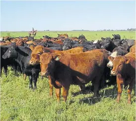  ??  ?? Estable. Alimentan a 500 animales en parcelas de 10 hectáreas.