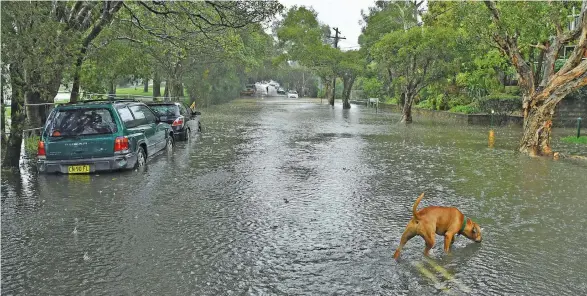  ?? Photo: AAP ?? A dog is seen in floodwater at Marrickvil­le in Sydney. Rain was falling on Sydney and the central coast at a rate of 15-20mm per hour on Sunday, the Bureau of Meteorolog­y said.